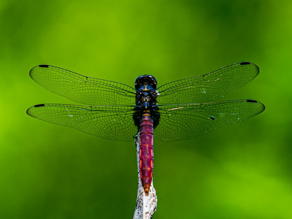 Ein Drache fliegt über einen grünen Hintergrund