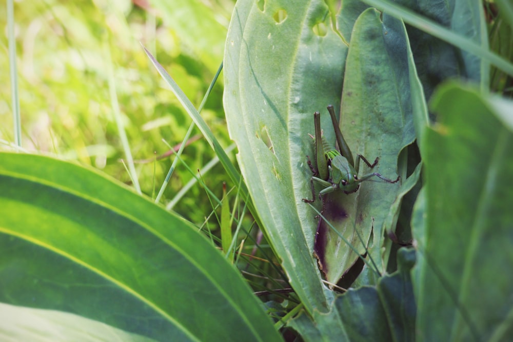 a green insect sitting on top of a green leaf