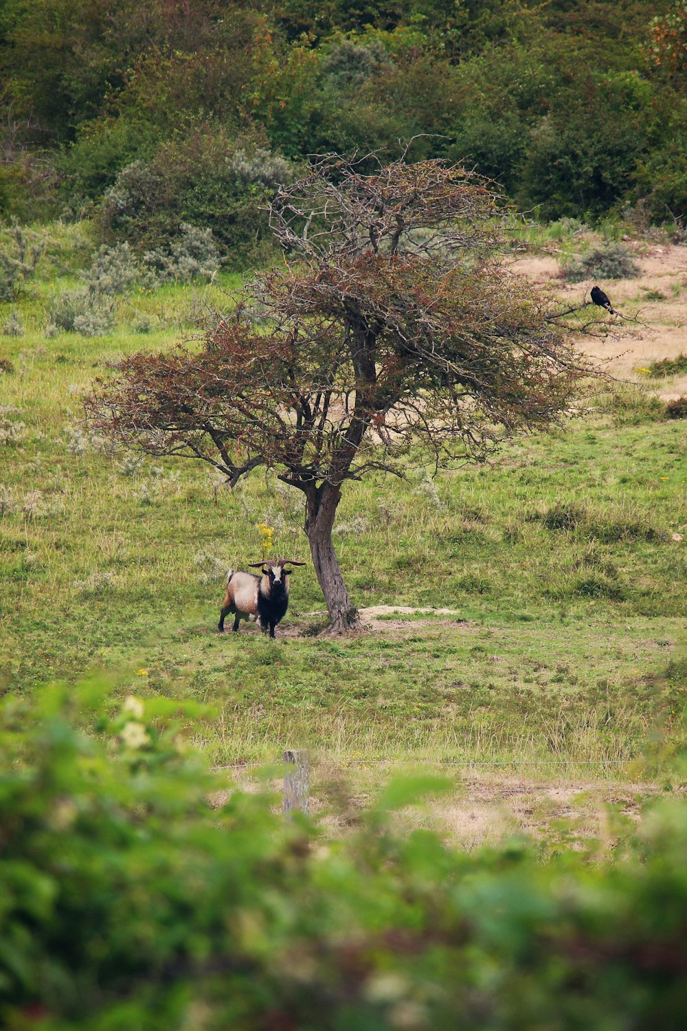 a goat standing next to a tree in a field