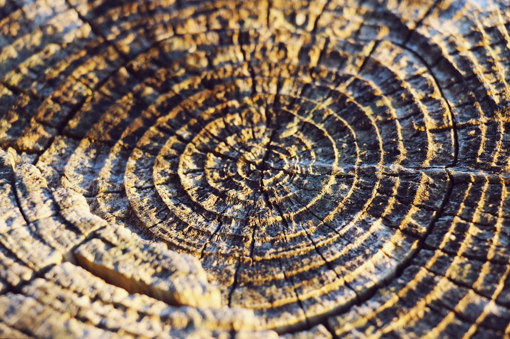 a close up of a tree stump with a spiral design