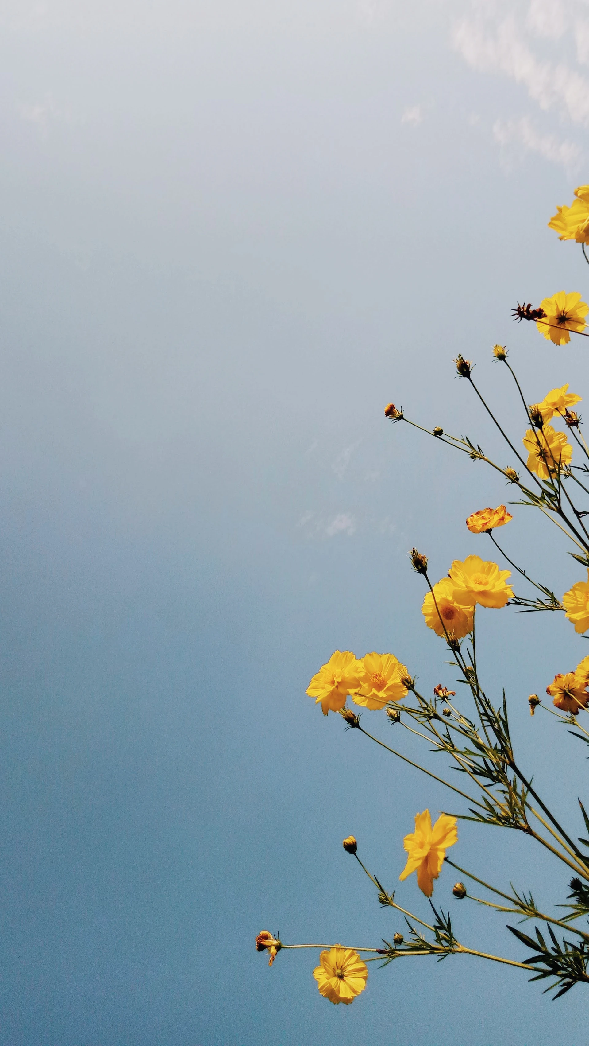 yellow flowers against a blue sky and clouds