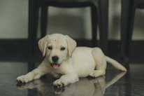 A playful puppy with a colorful printable dog planner beside it on a wooden floor.