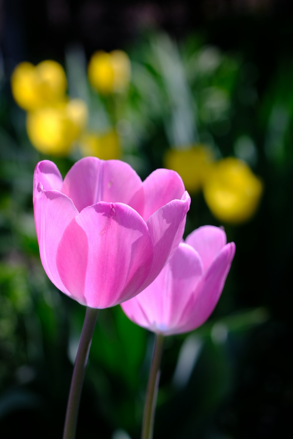 a close up of two pink flowers in a garden