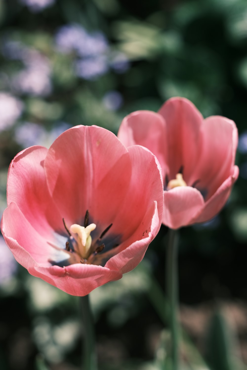 a close up of two pink flowers in a field