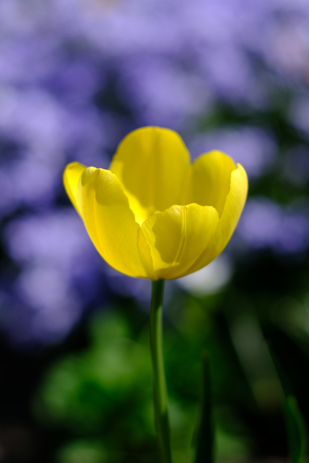 a single yellow flower in front of purple flowers