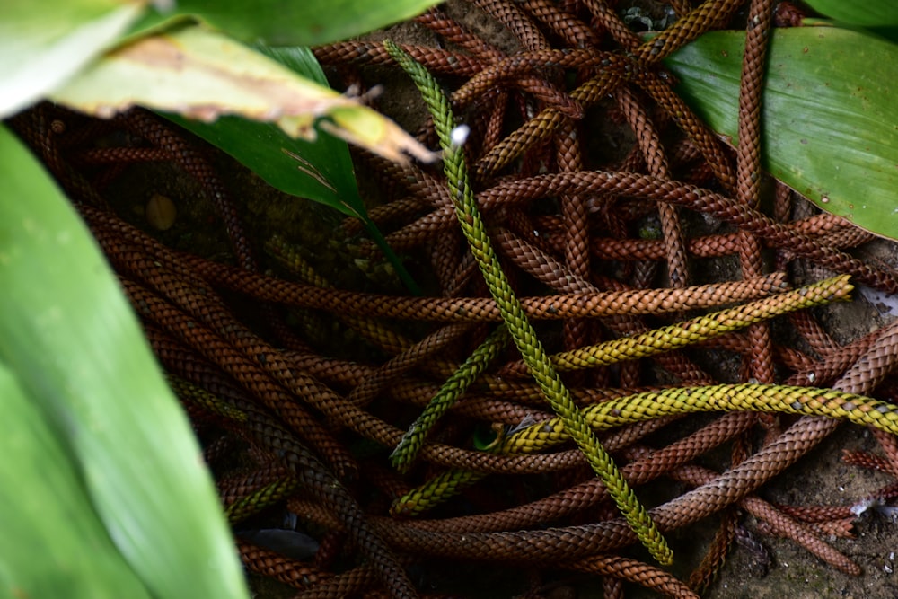 a close up of a rope on a plant