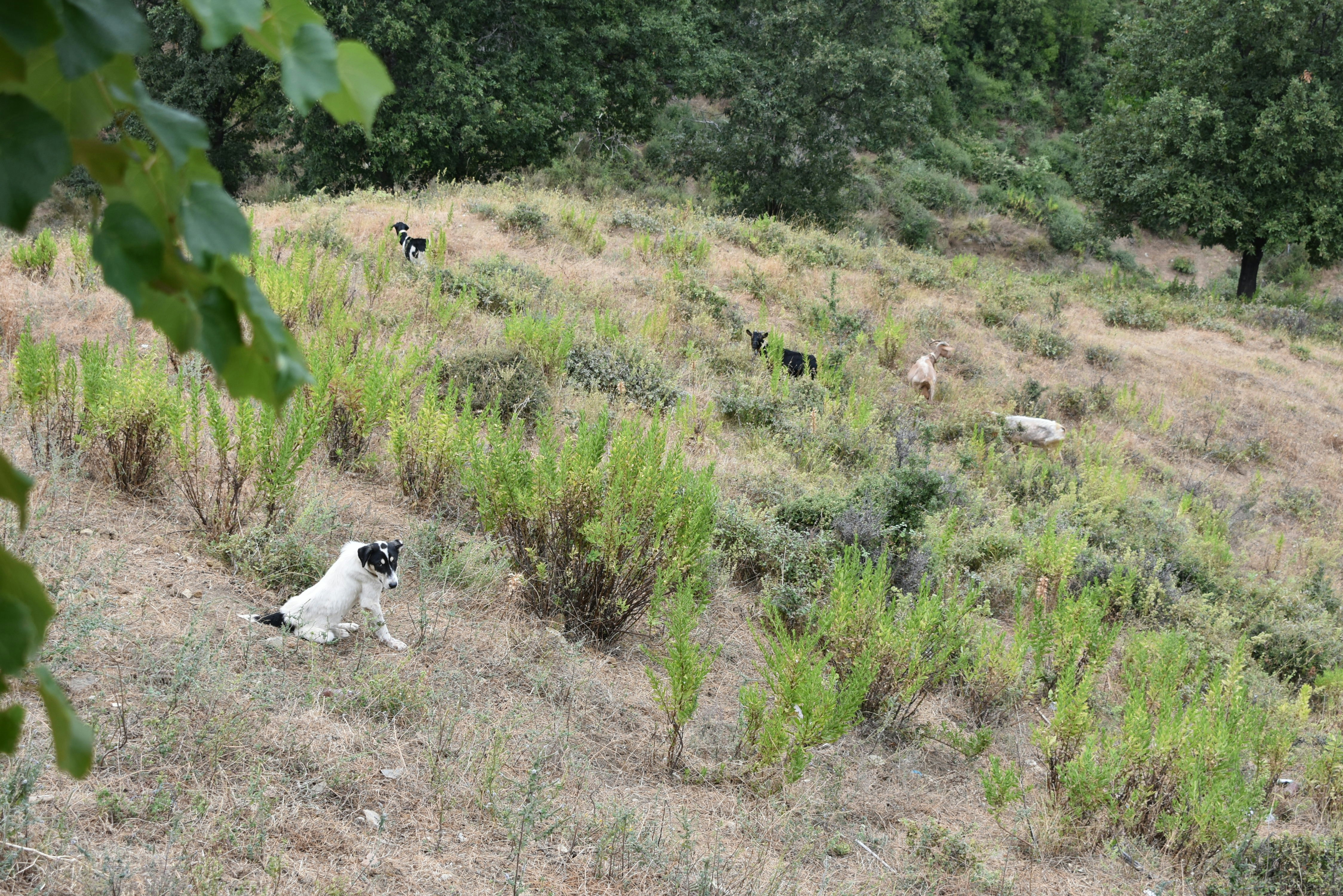 Displasia de cadera en perros: Todo lo que necesitas saber