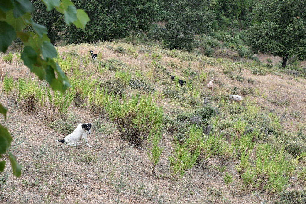 a black and white dog sitting on top of a grass covered hillside