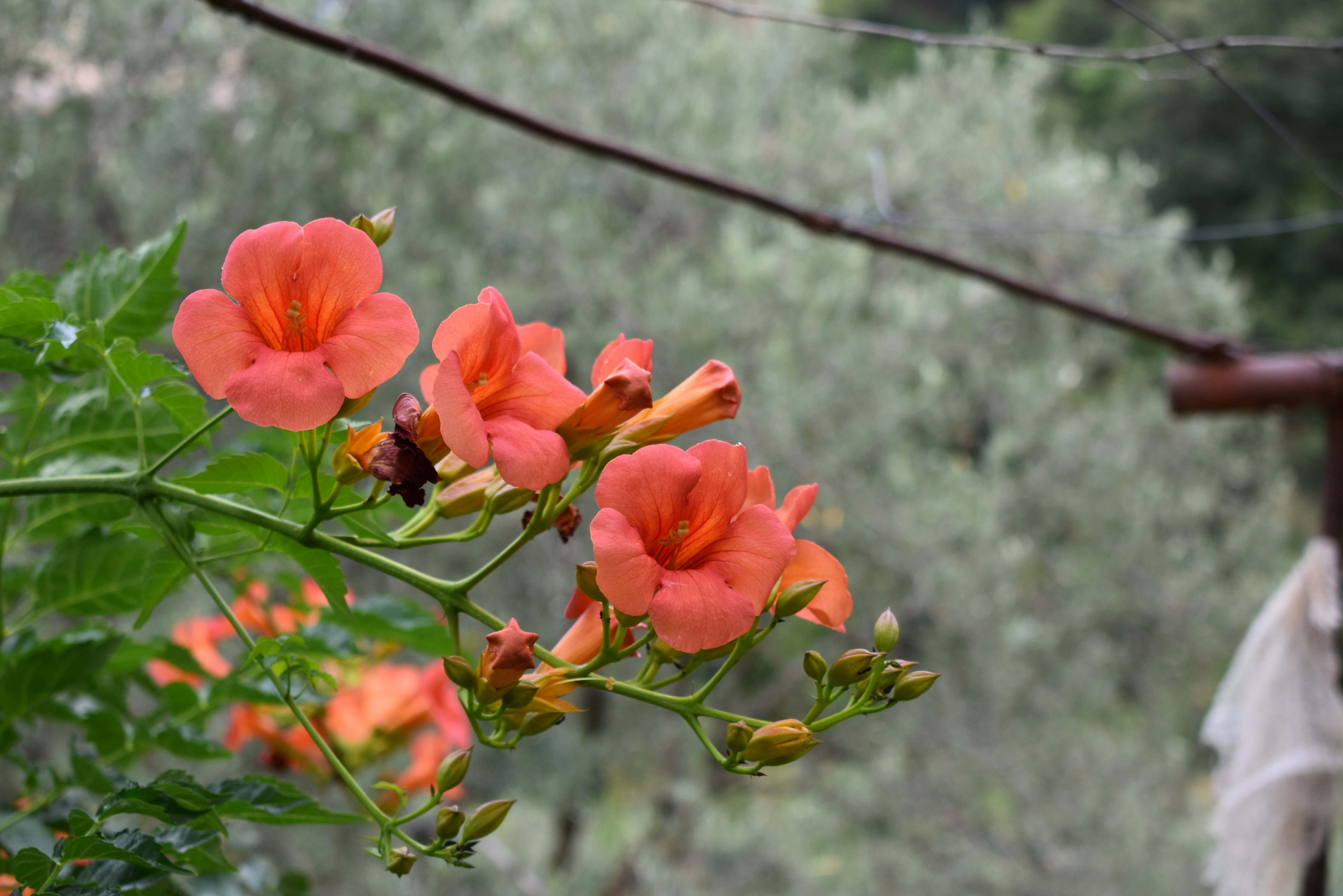 a bunch of flowers that are on a branch