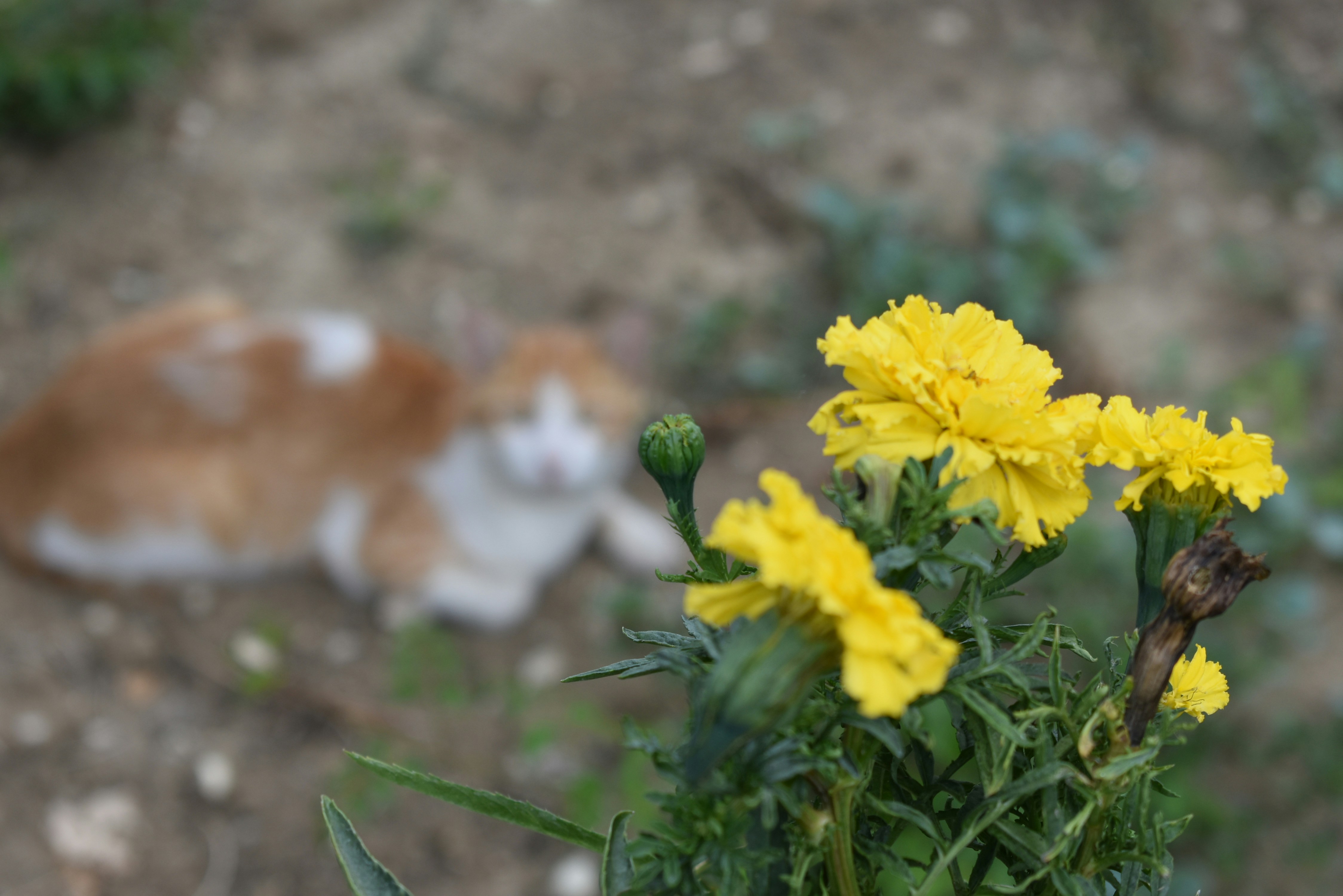 a cat laying on the ground next to yellow flowers