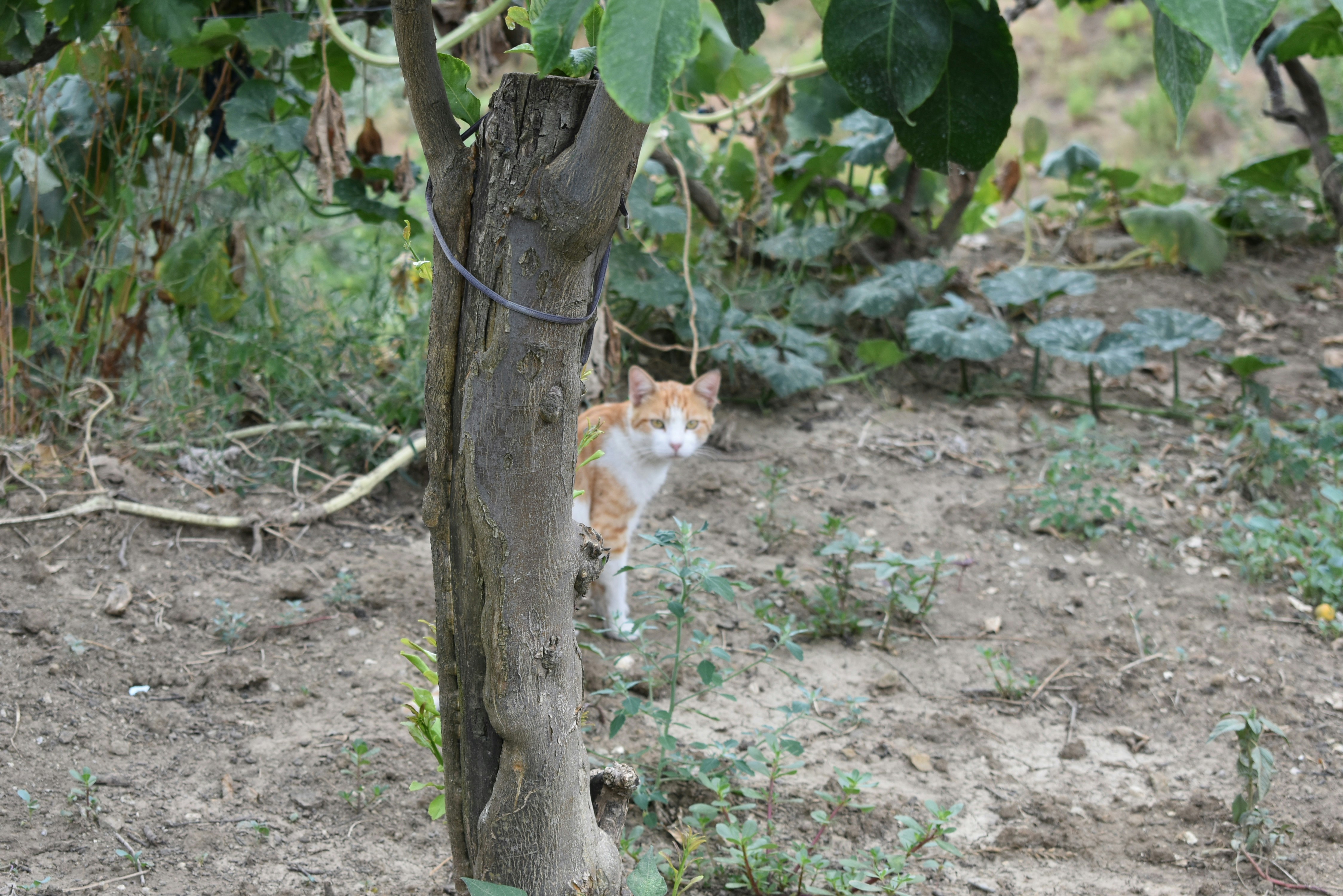 an orange and white cat standing next to a tree
