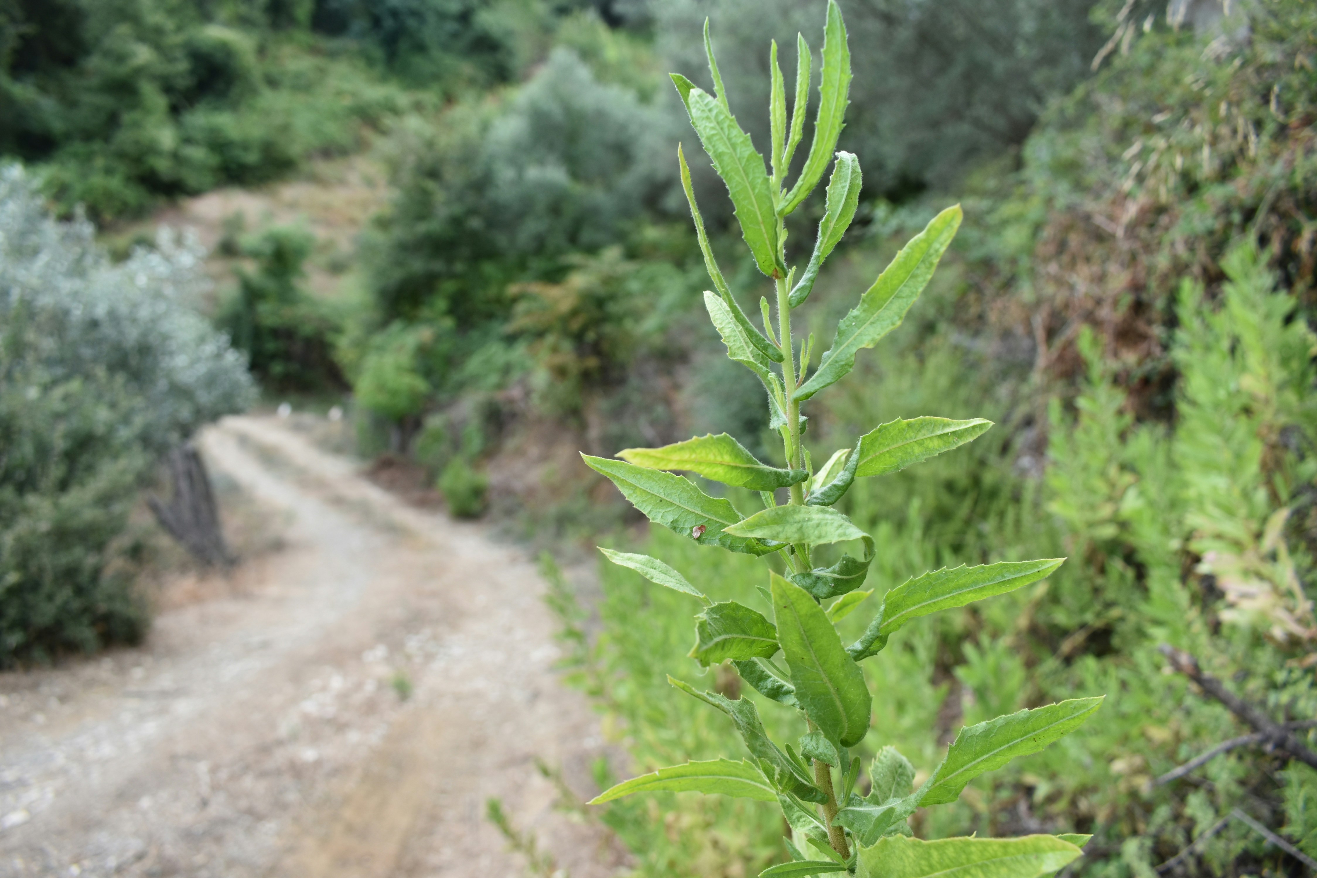 a leafy green plant on the side of a dirt road