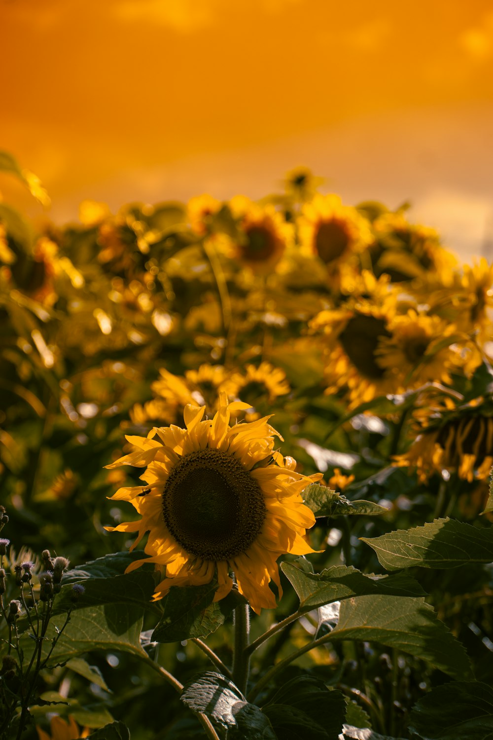 a large field of sunflowers with a yellow sky in the background