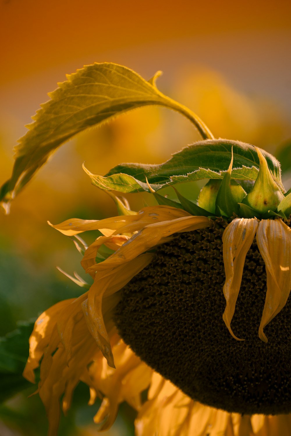 a close up of a sunflower on a sunny day