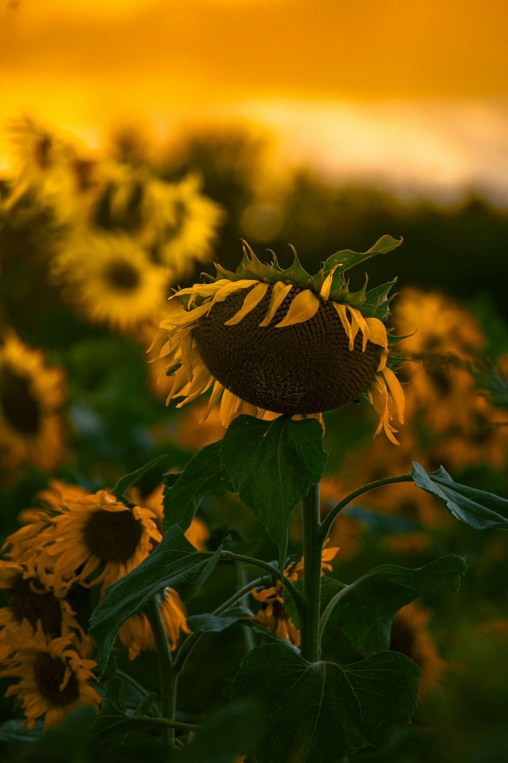 a field of sunflowers with a sunset in the background