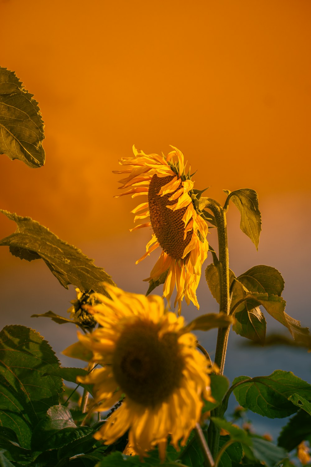 a large sunflower in a field with a sunset in the background