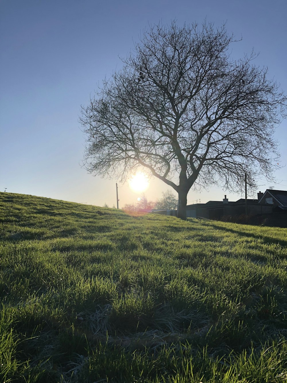 a lone tree on a grassy hill with the sun in the background