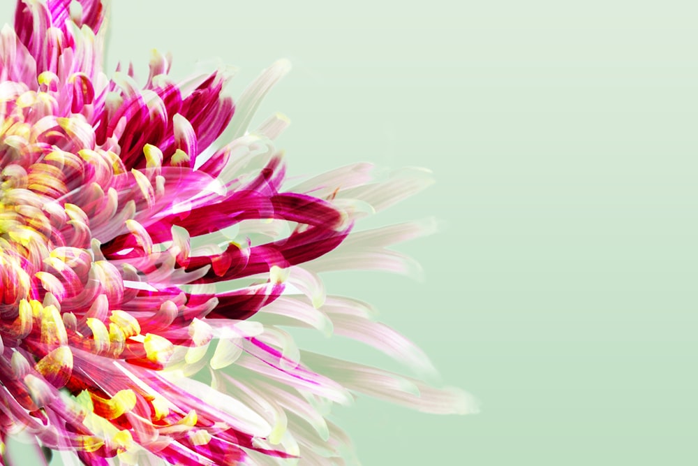 a close up of a flower with a green background