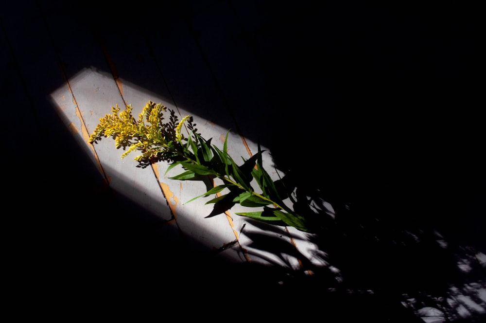 a plant is sitting on a table in the dark