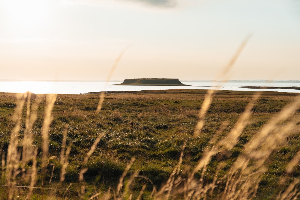 a grassy field with a small island in the distance