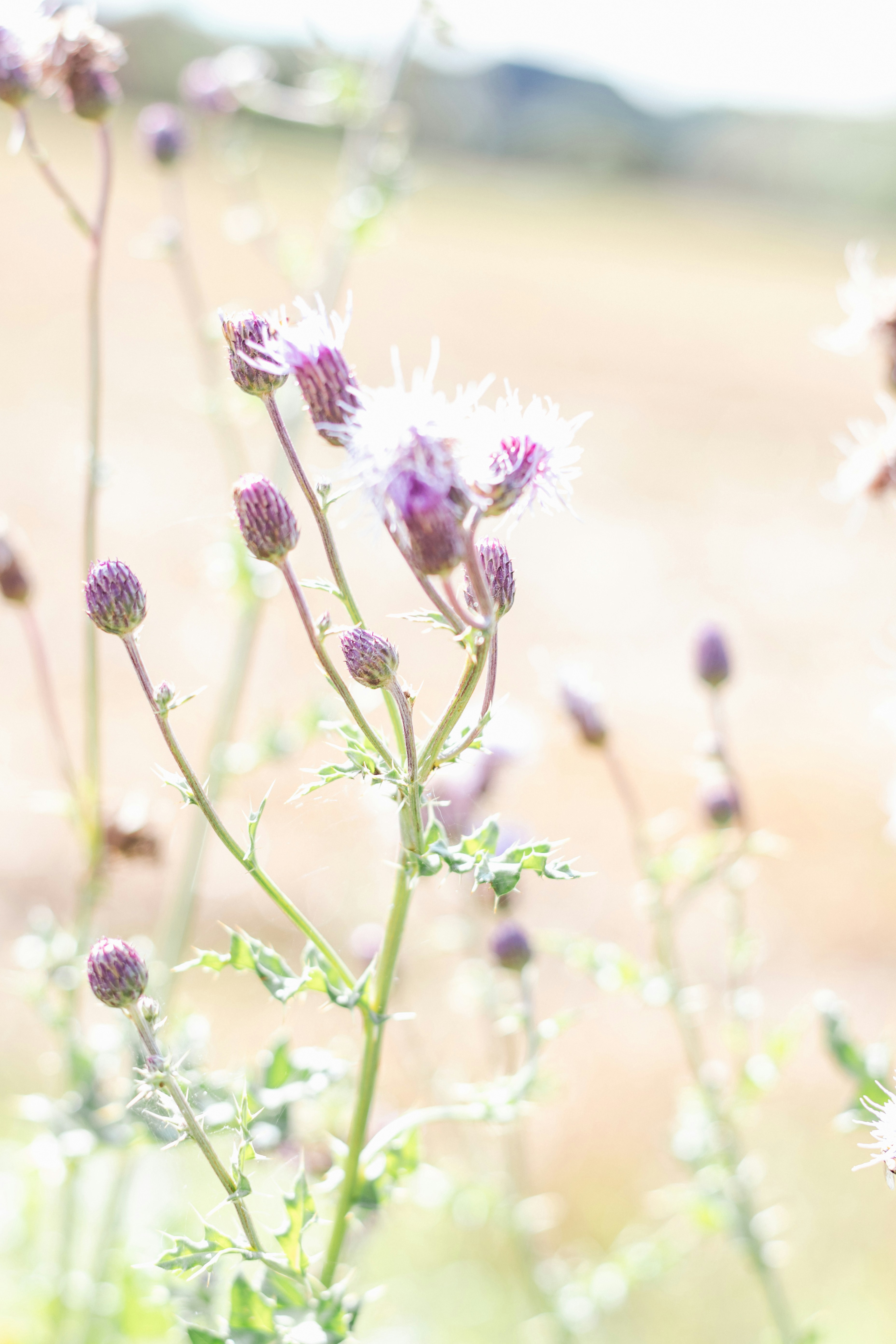 Photo by binekrafczyk