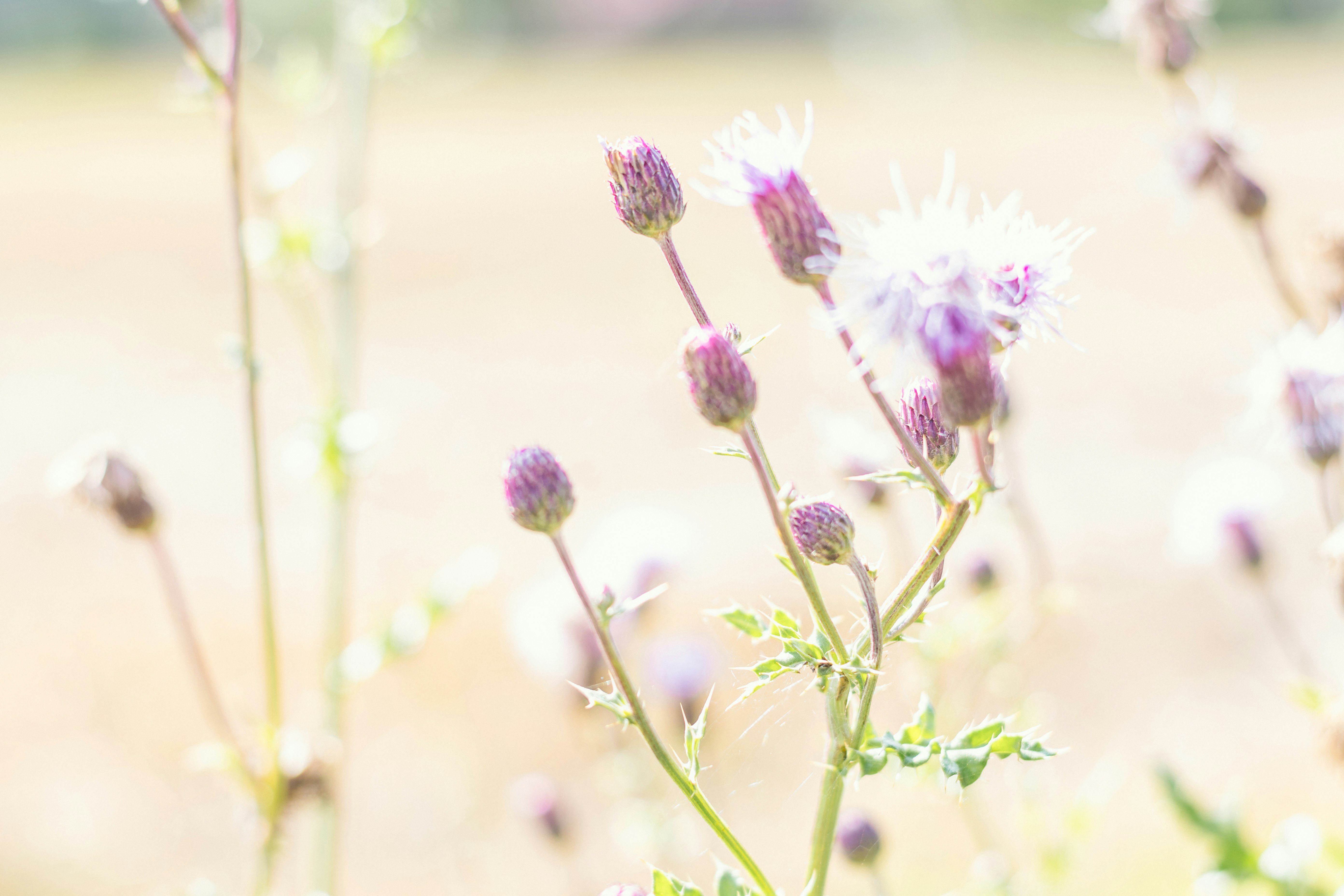 Photo by binekrafczyk