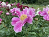 A garden filled with vibrant peony flowers in full bloom, featuring large pink petals with a bright yellow center. The lush green leaves provide a contrasting backdrop. In the background, more flowers can be seen, ranging in shades from deep red to white, with a soft-focus landscape of greenery.