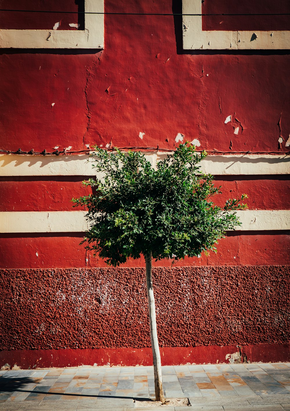 a small tree in front of a red wall