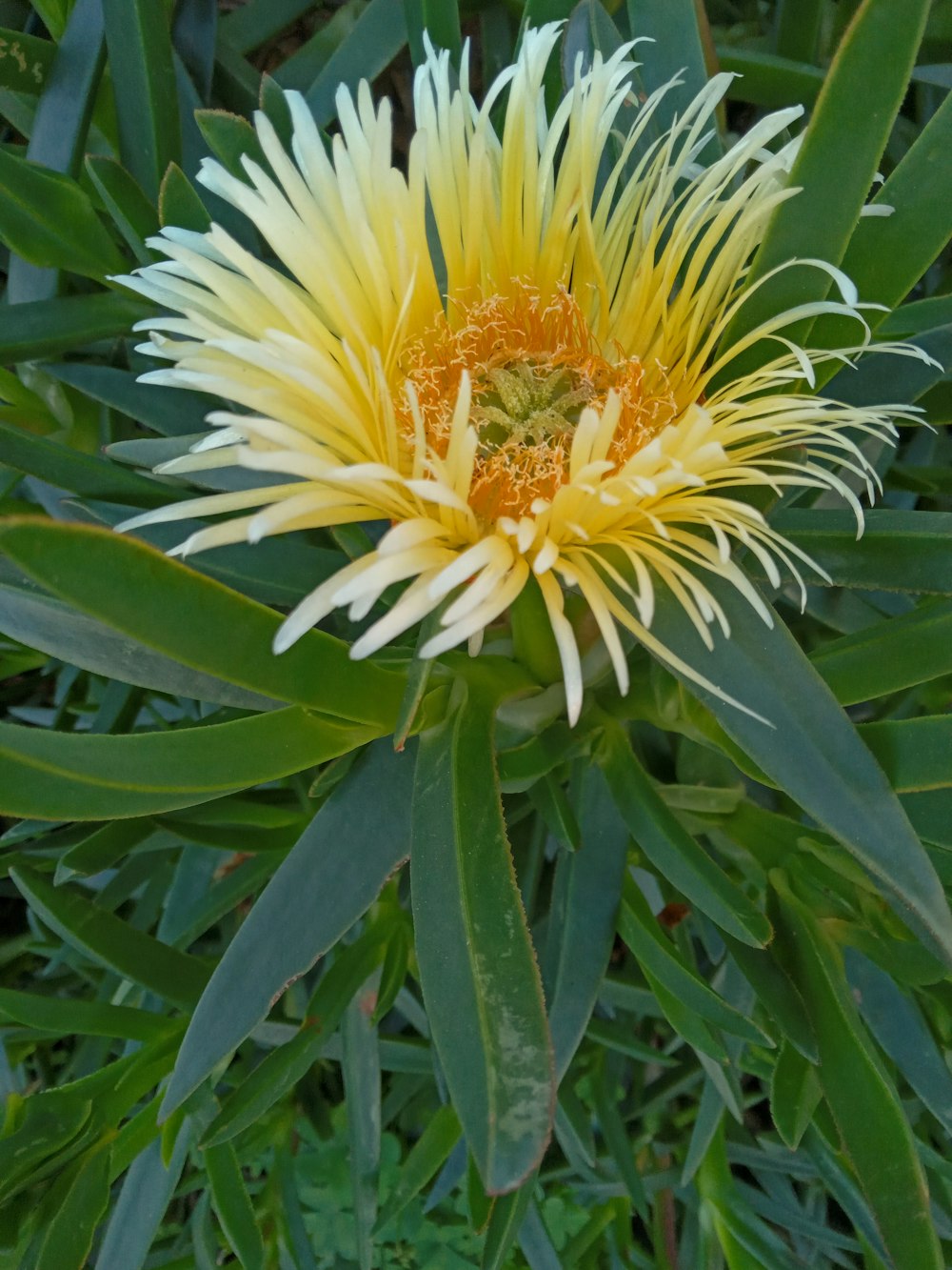 a yellow and white flower with green leaves