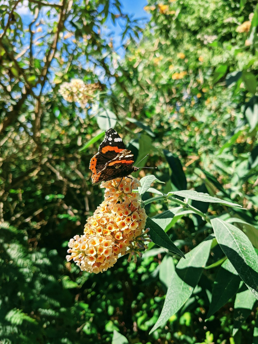 a butterfly sitting on a flower in a forest