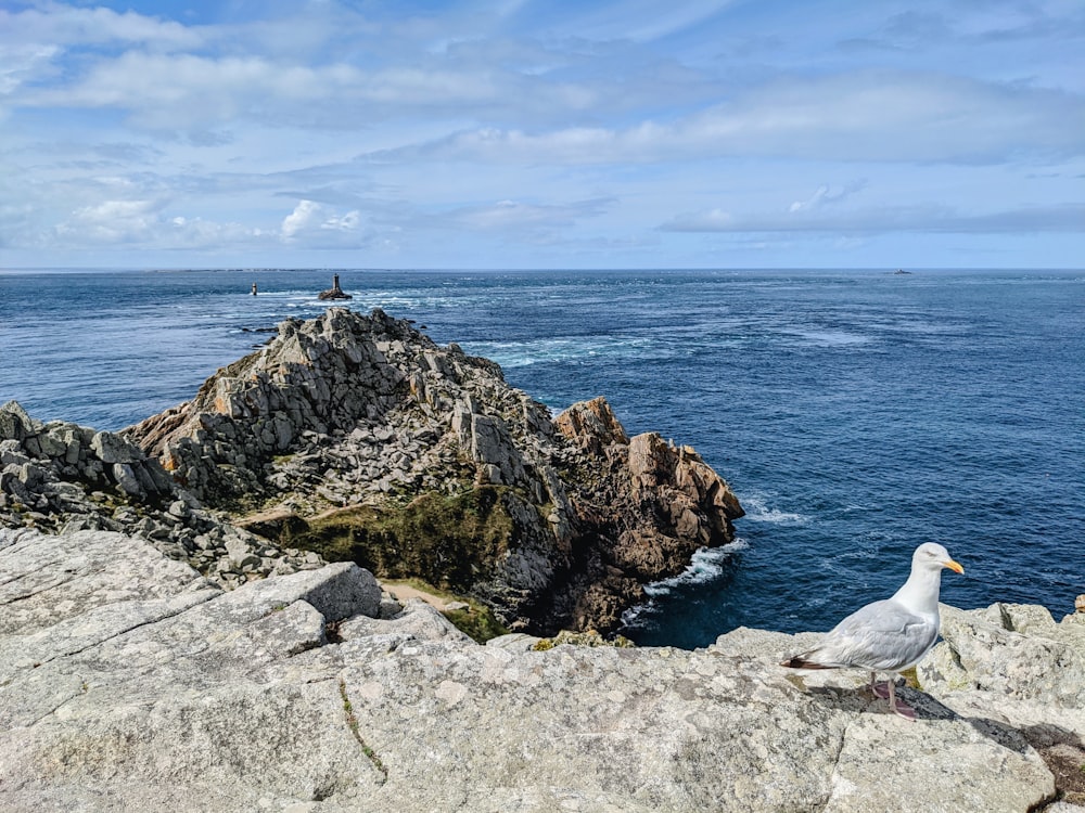 a seagull sitting on a rock near the ocean