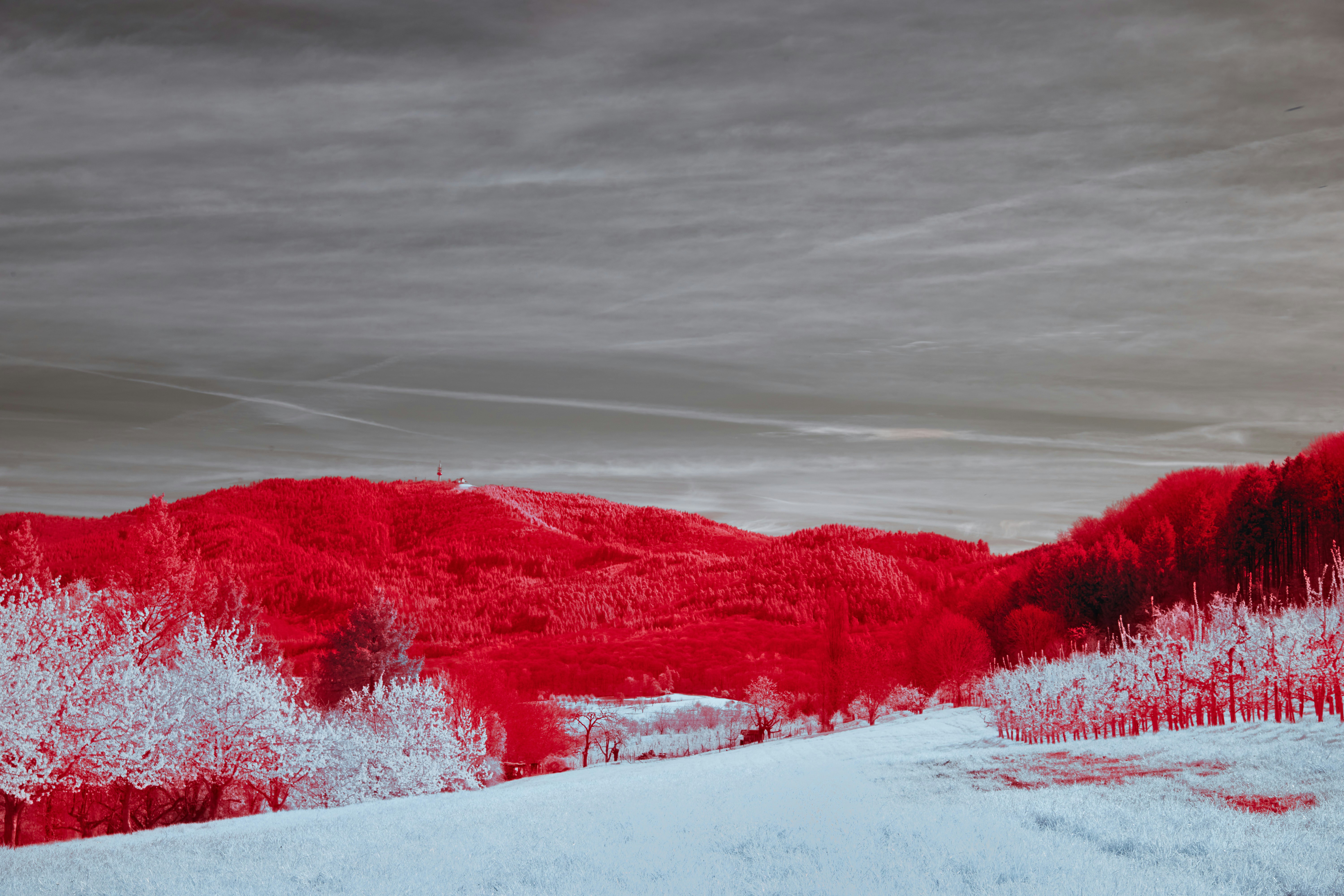 Photo by wolfgang_hasselmann