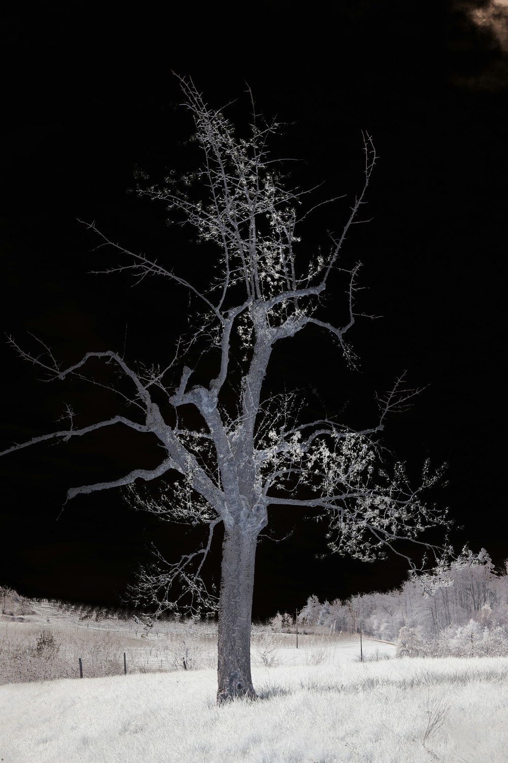 a bare tree in a snowy field at night