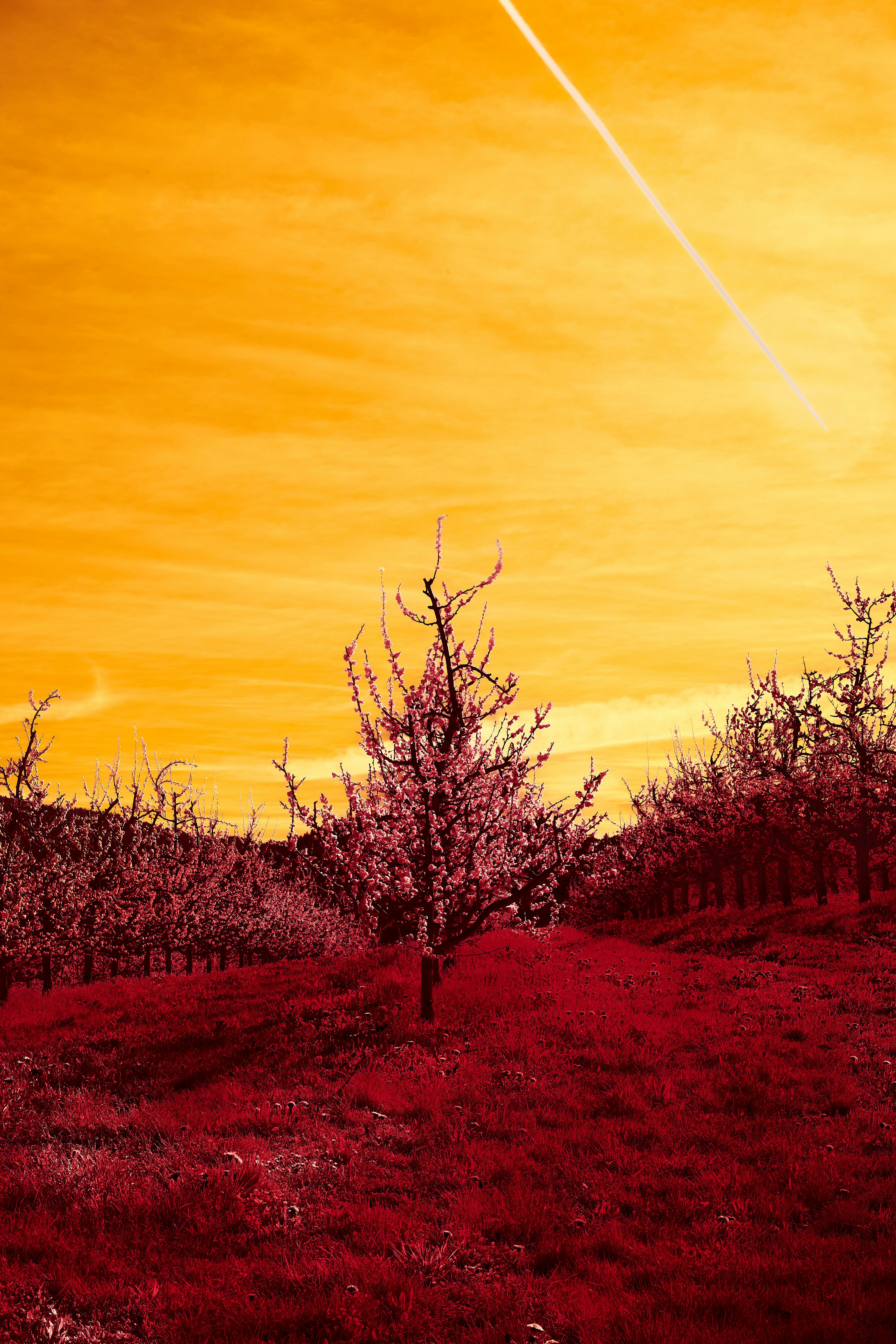 Photo by wolfgang_hasselmann