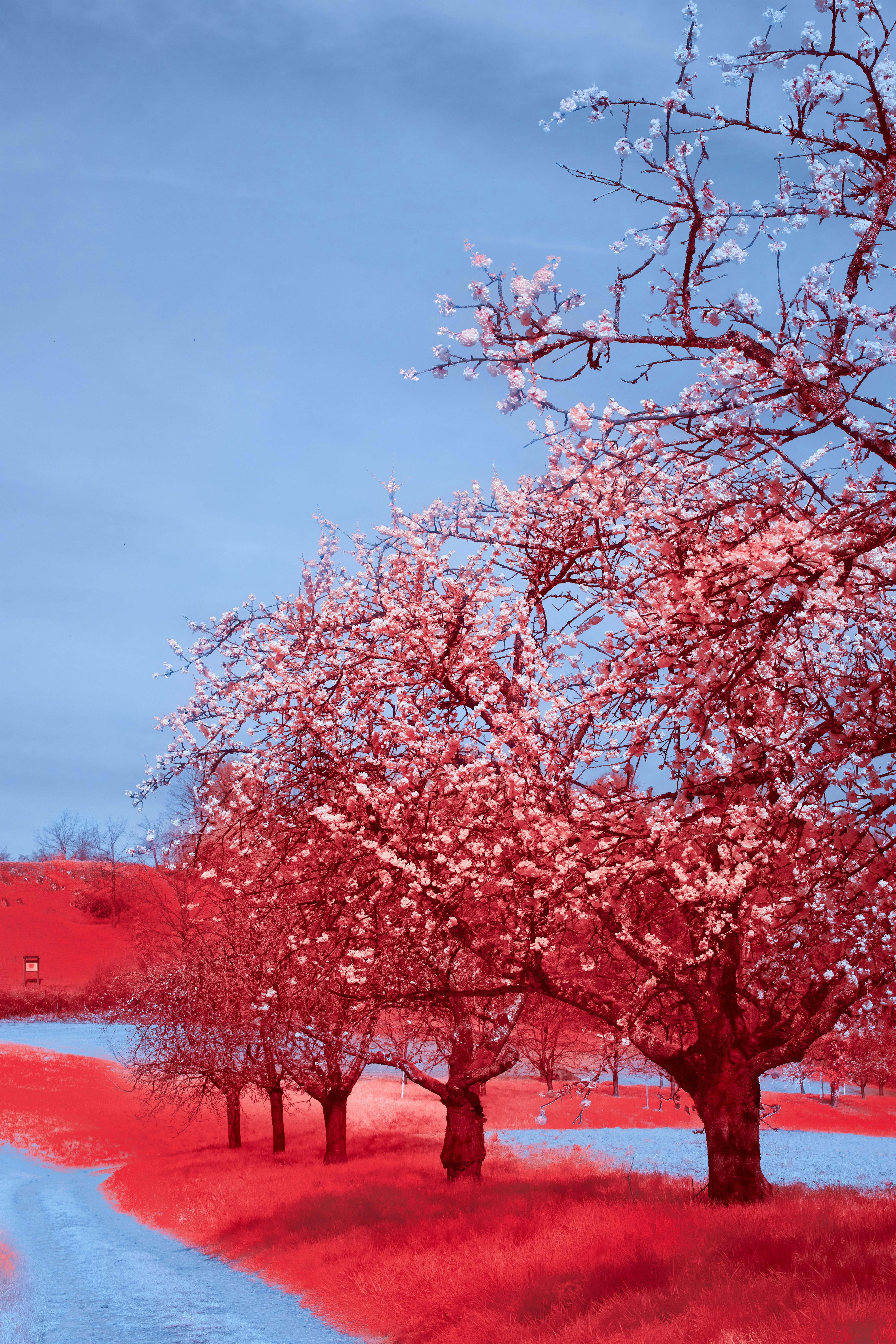 Photo by wolfgang_hasselmann