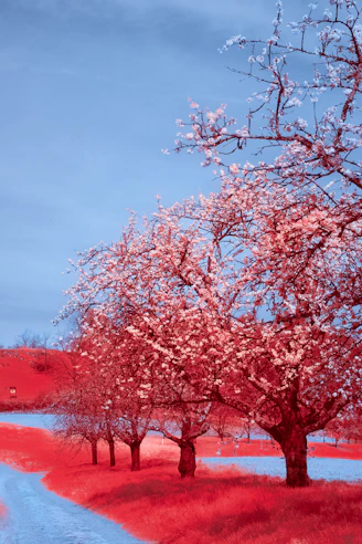 a red and blue landscape with trees and a path