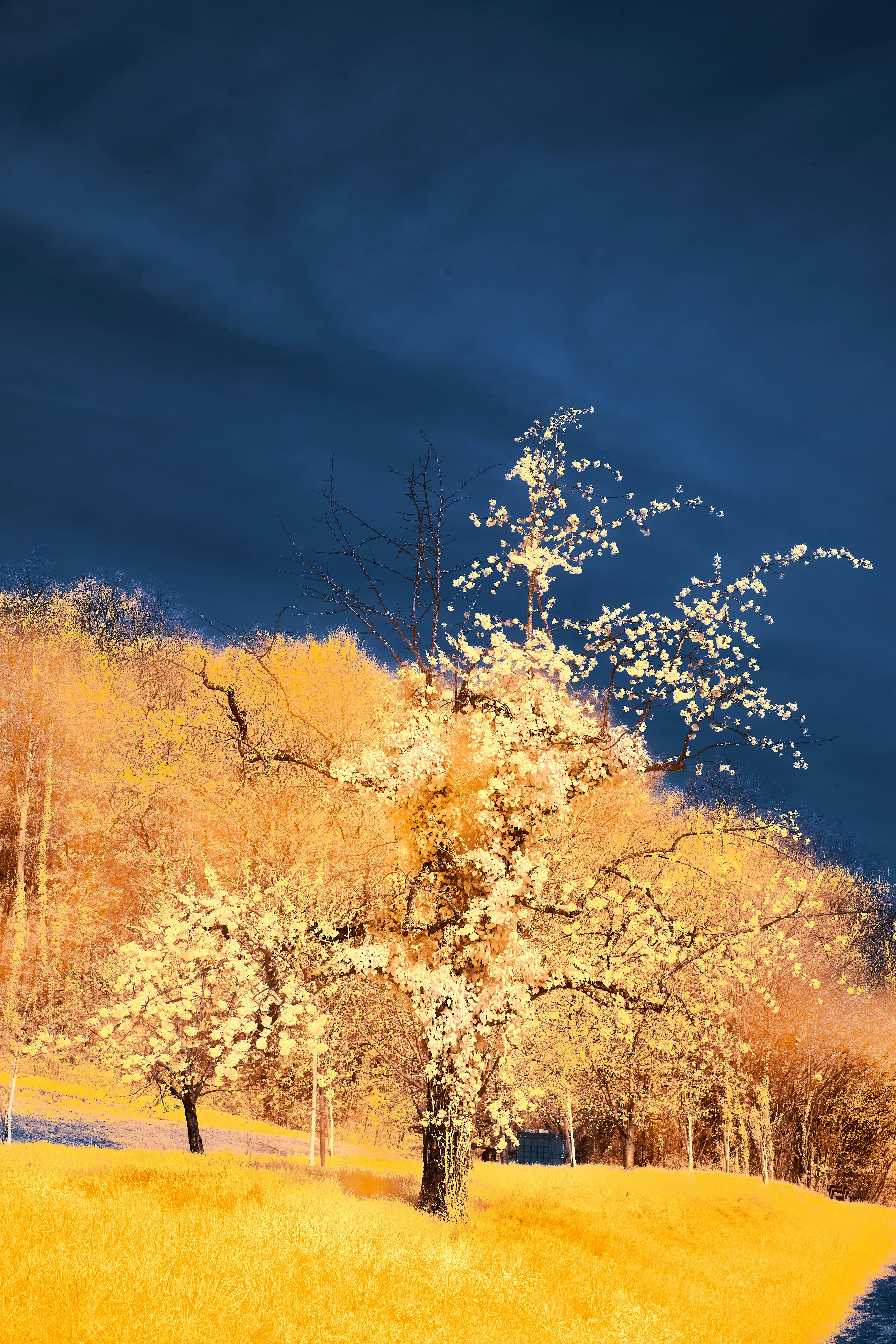 A tree in a grassy field with a blue sky in the background photo – Free ...
