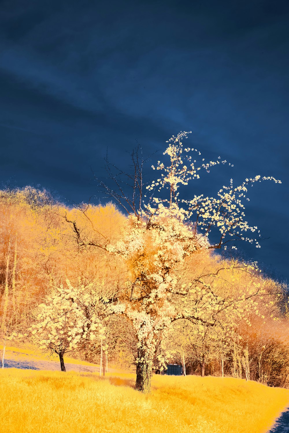 a tree in a grassy field with a blue sky in the background