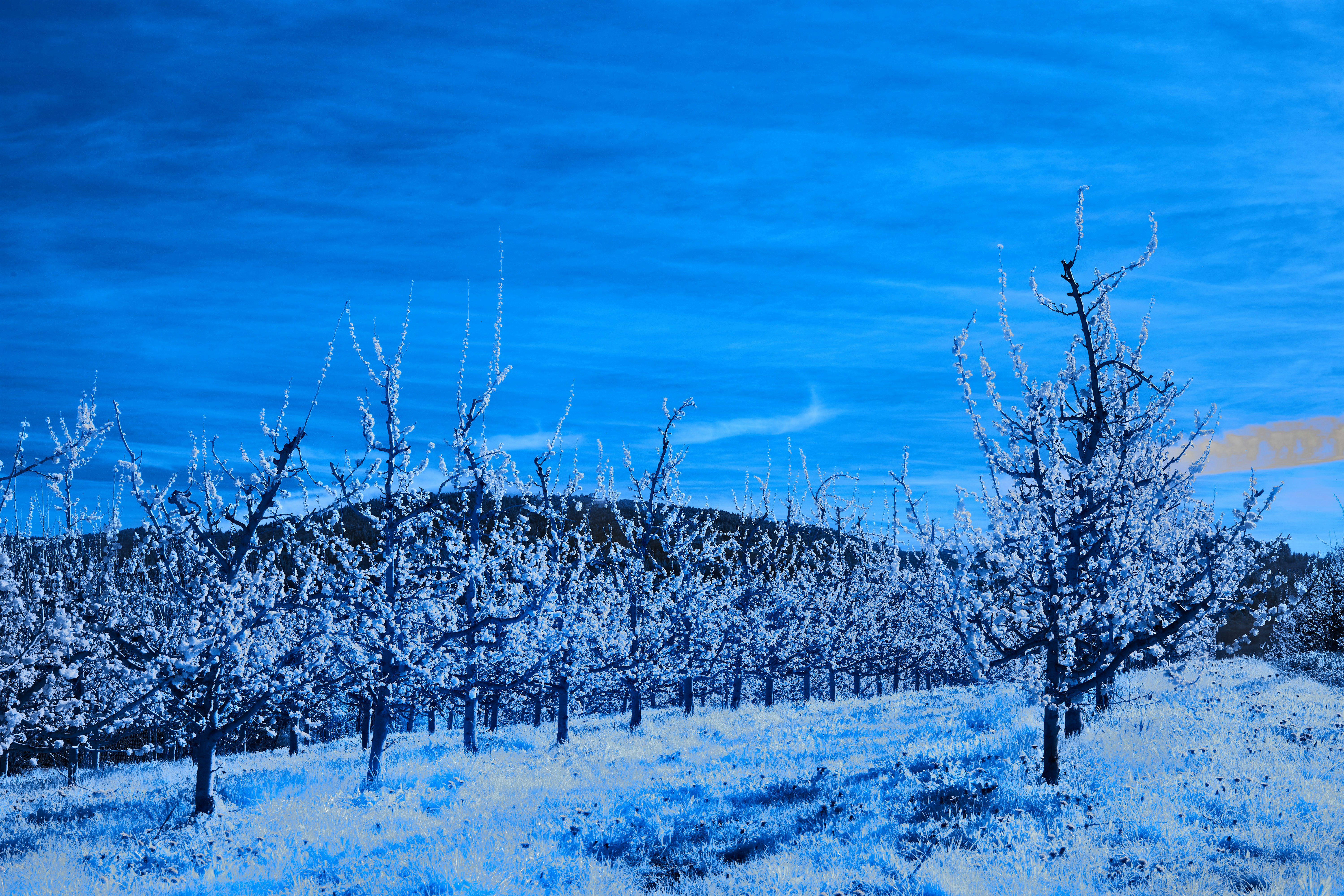 Photo by wolfgang_hasselmann