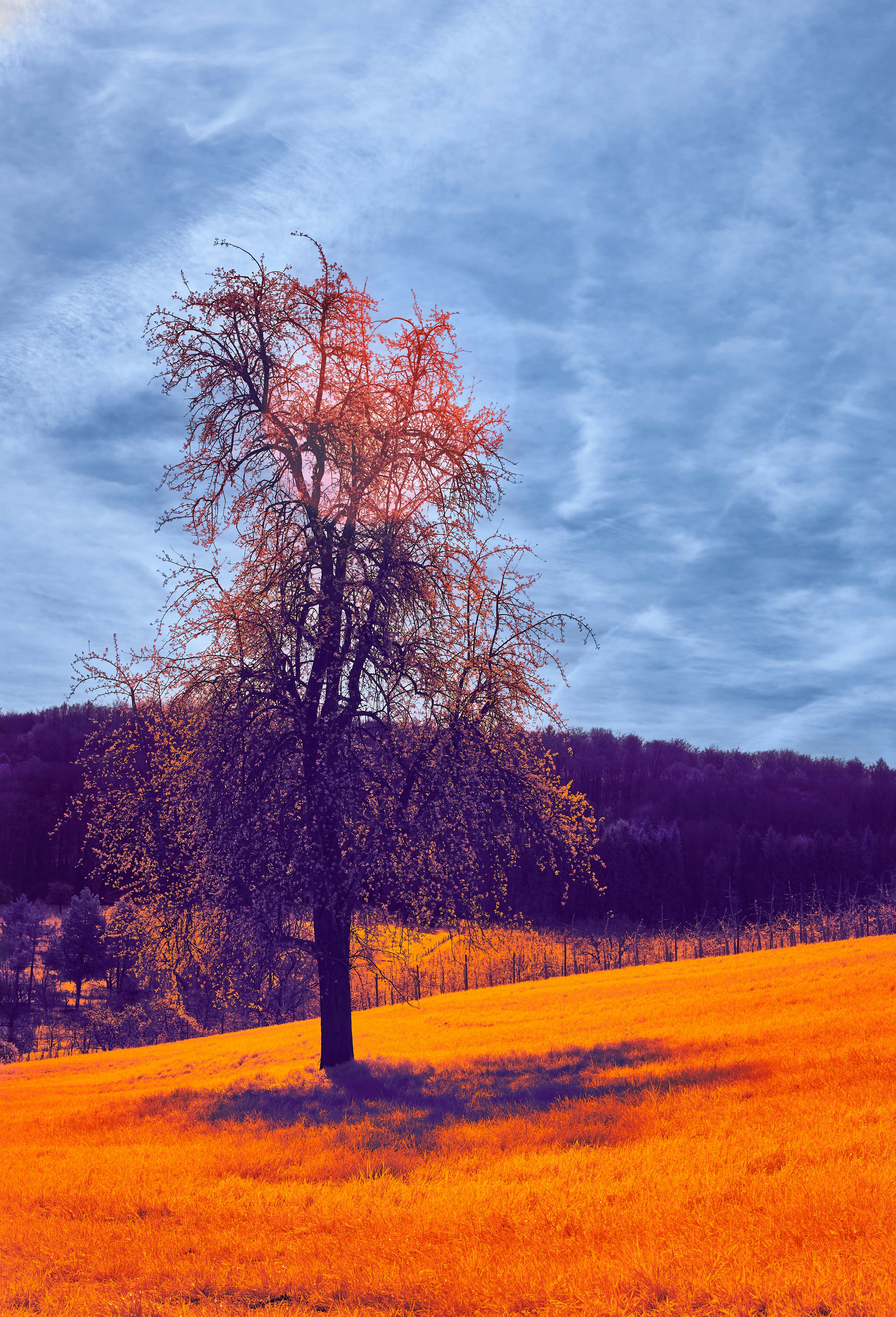 Photo by wolfgang_hasselmann