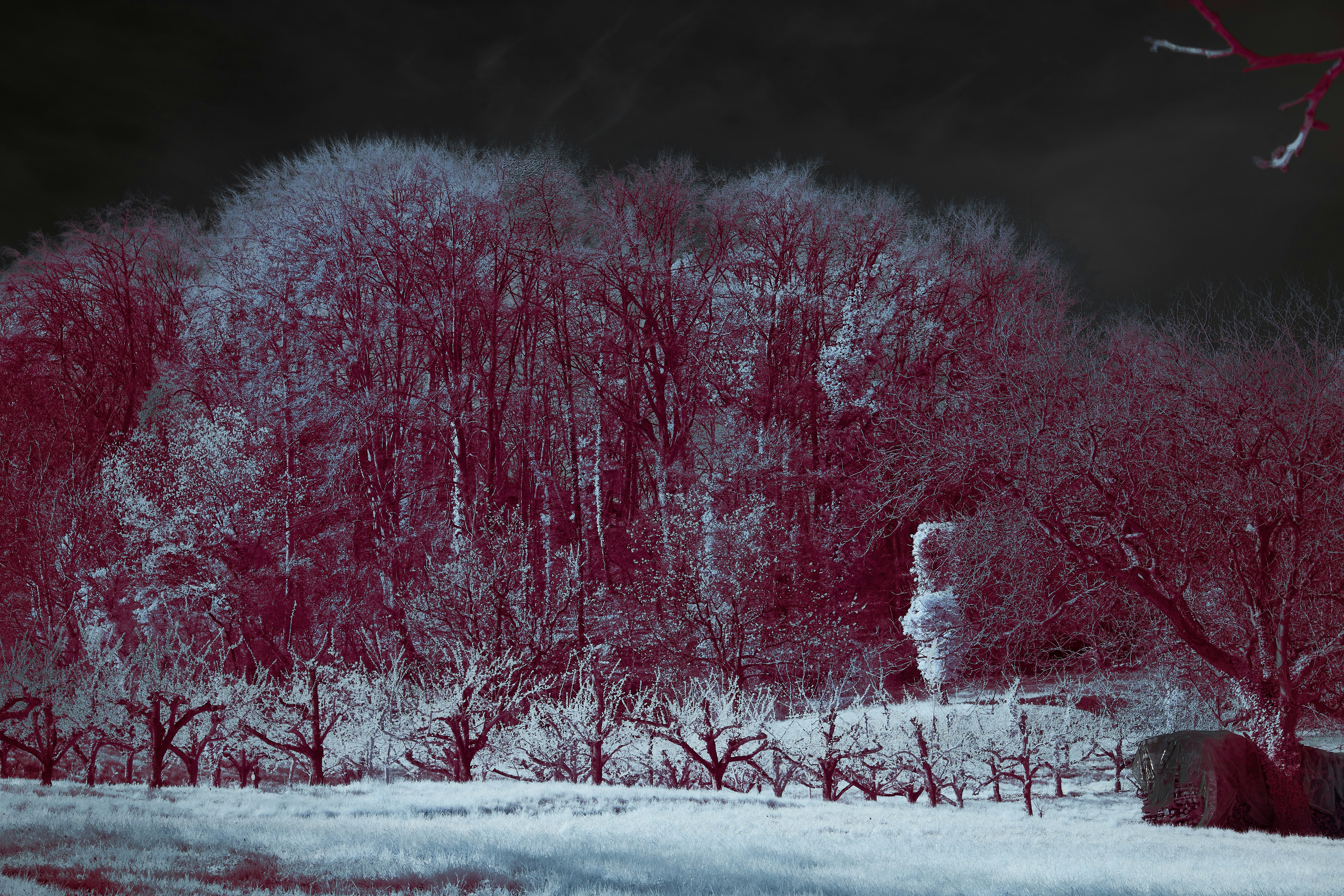 赤い空と雪の中の木々の写真 – Unsplashの雪の無料画像