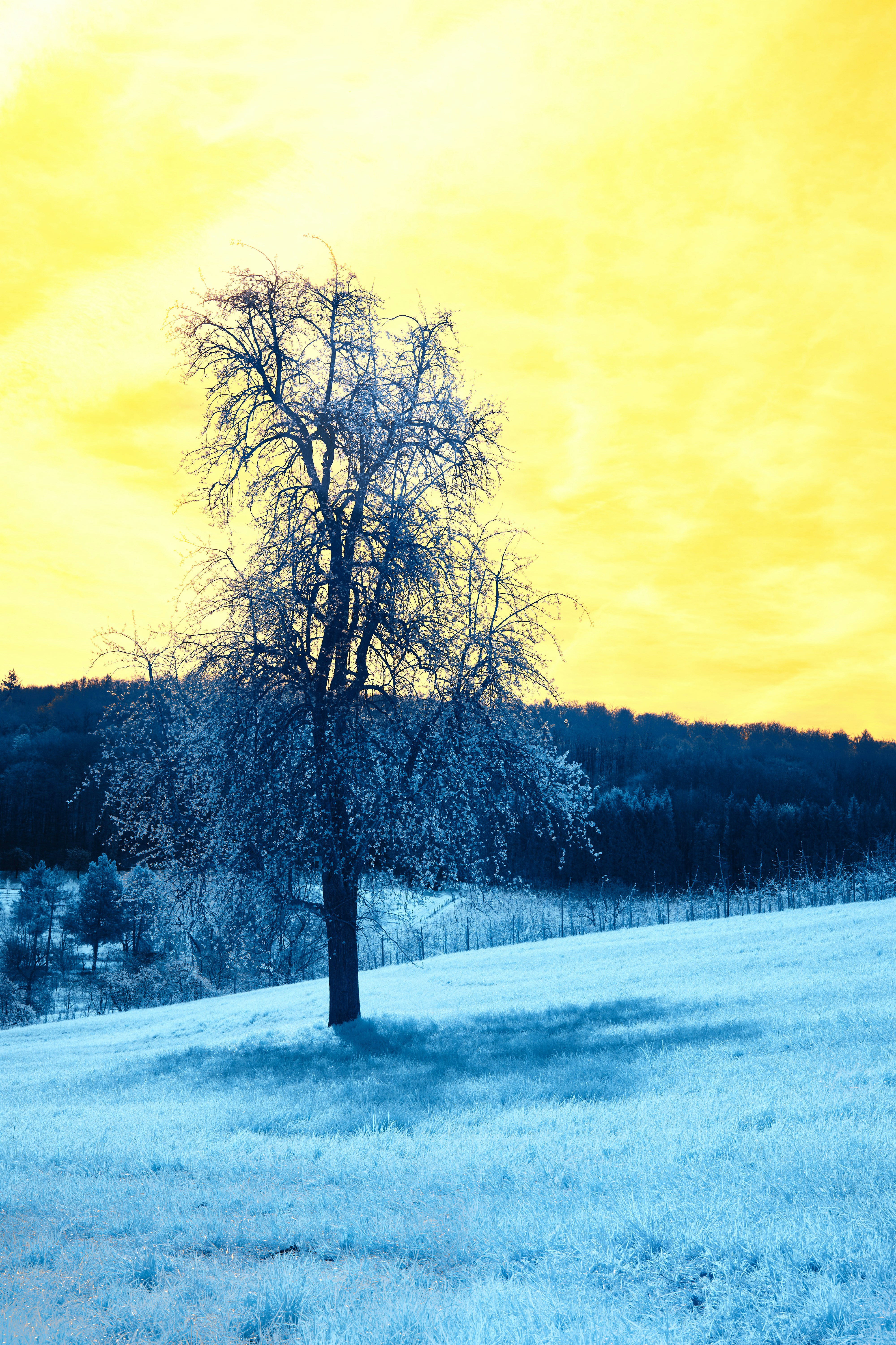 Photo by wolfgang_hasselmann