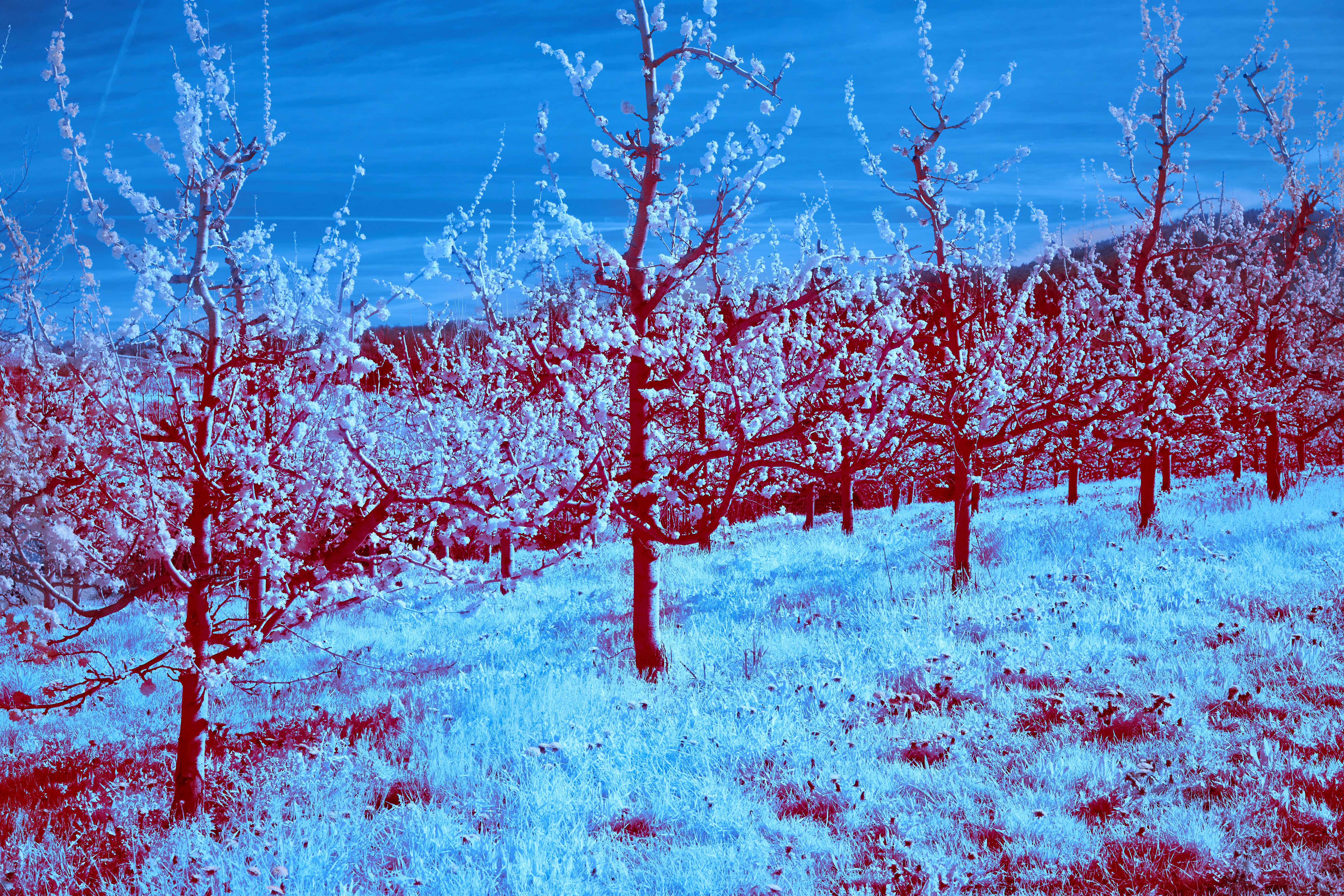 Photo by wolfgang_hasselmann