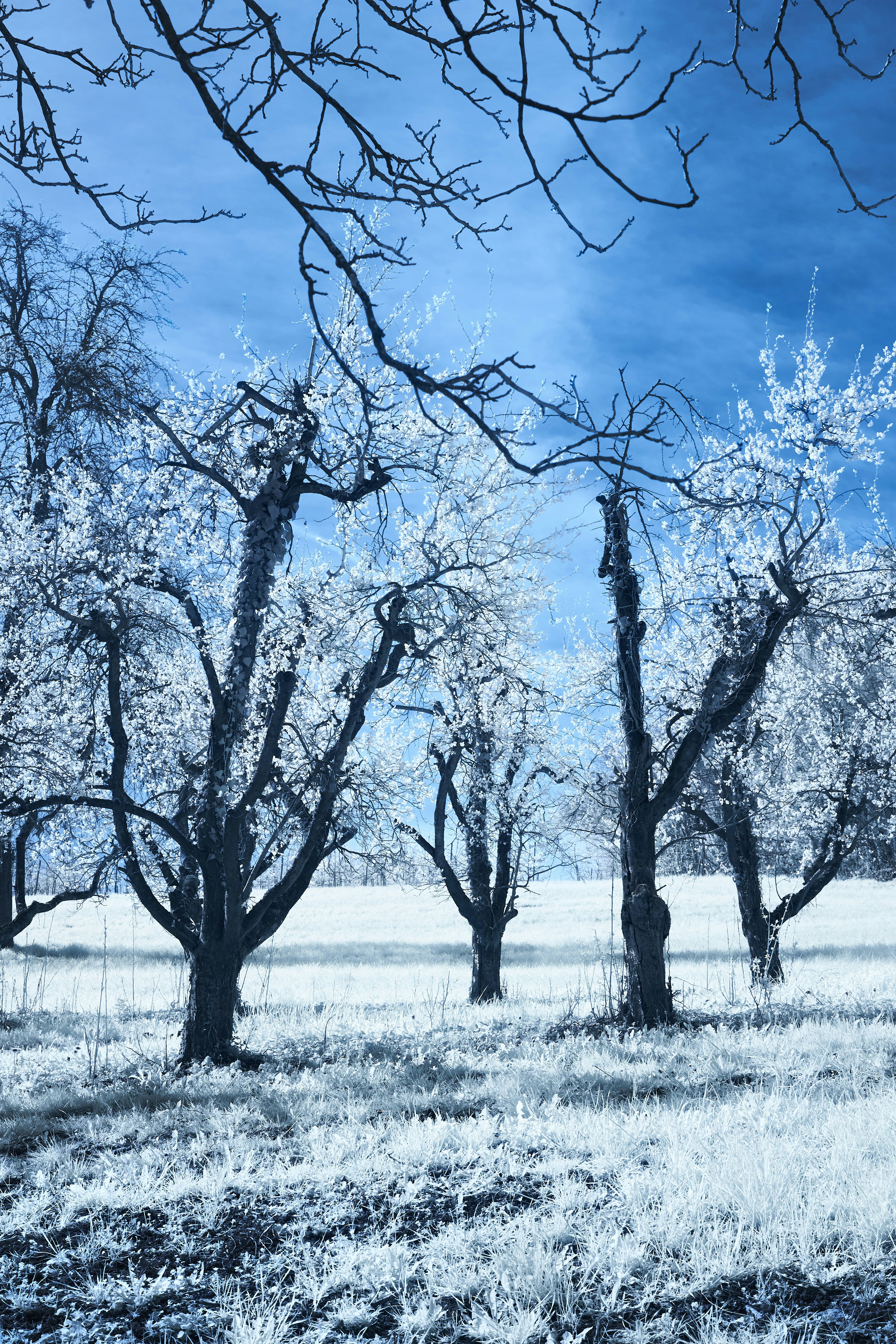 Photo by wolfgang_hasselmann