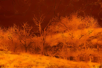 An eerie landscape where trees appear to be melting into the ground.