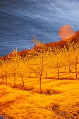 A surreal landscape with glowing golden trees under a twilight sky.