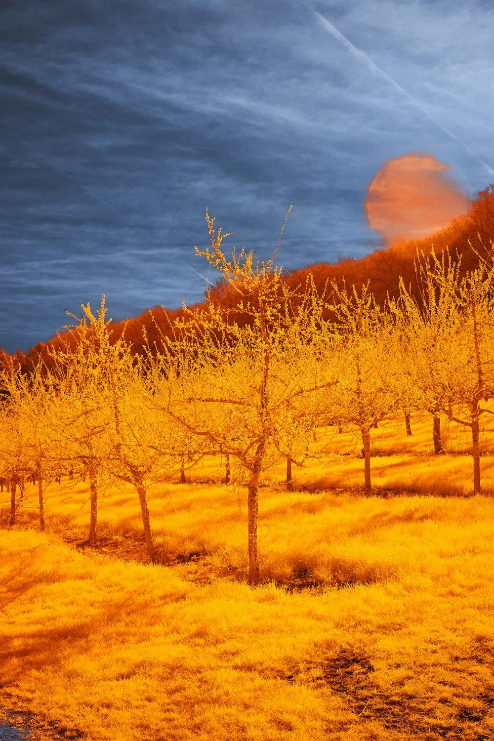 a field with trees in the foreground and a blue sky in the background