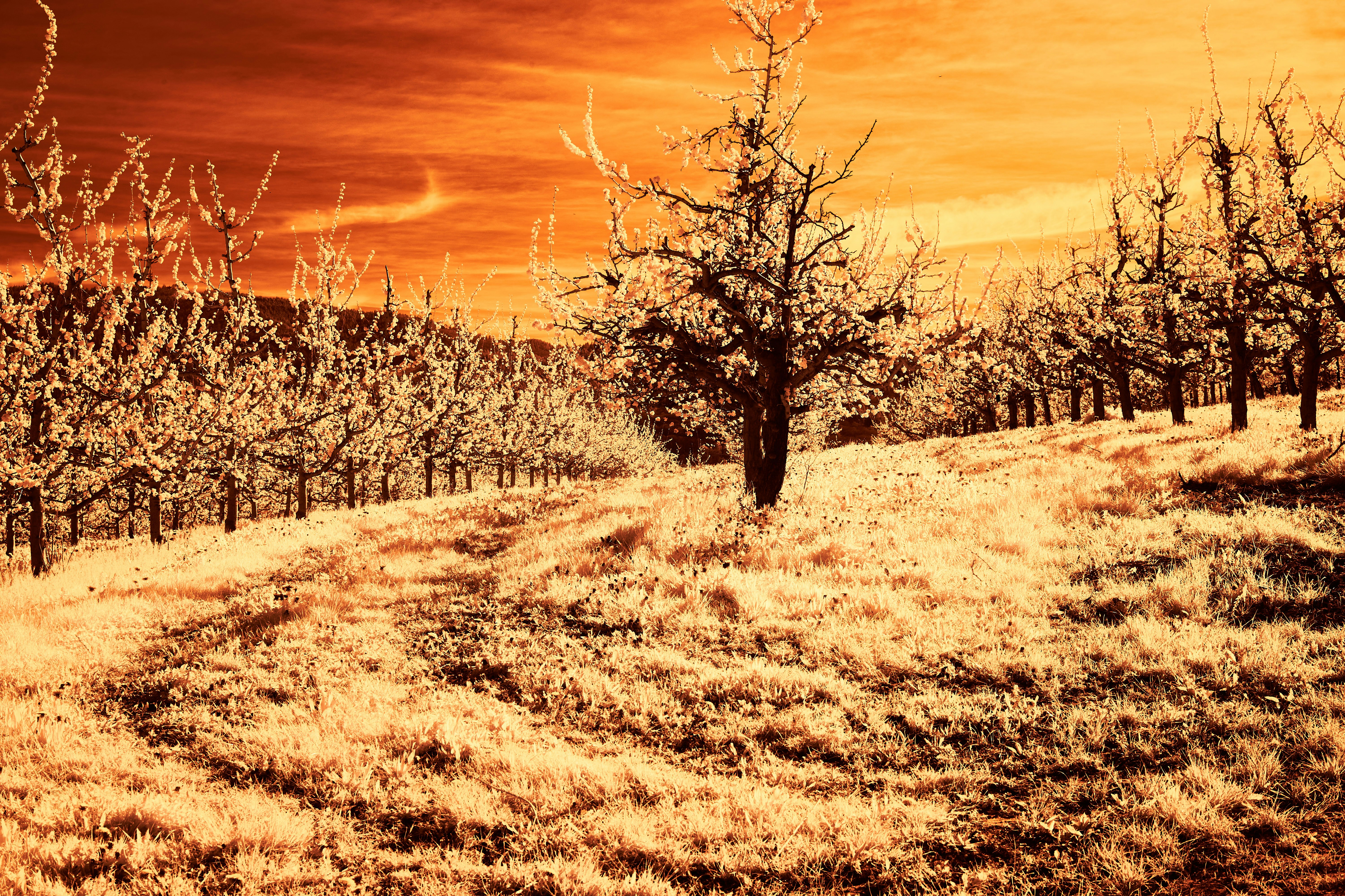 Photo by wolfgang_hasselmann