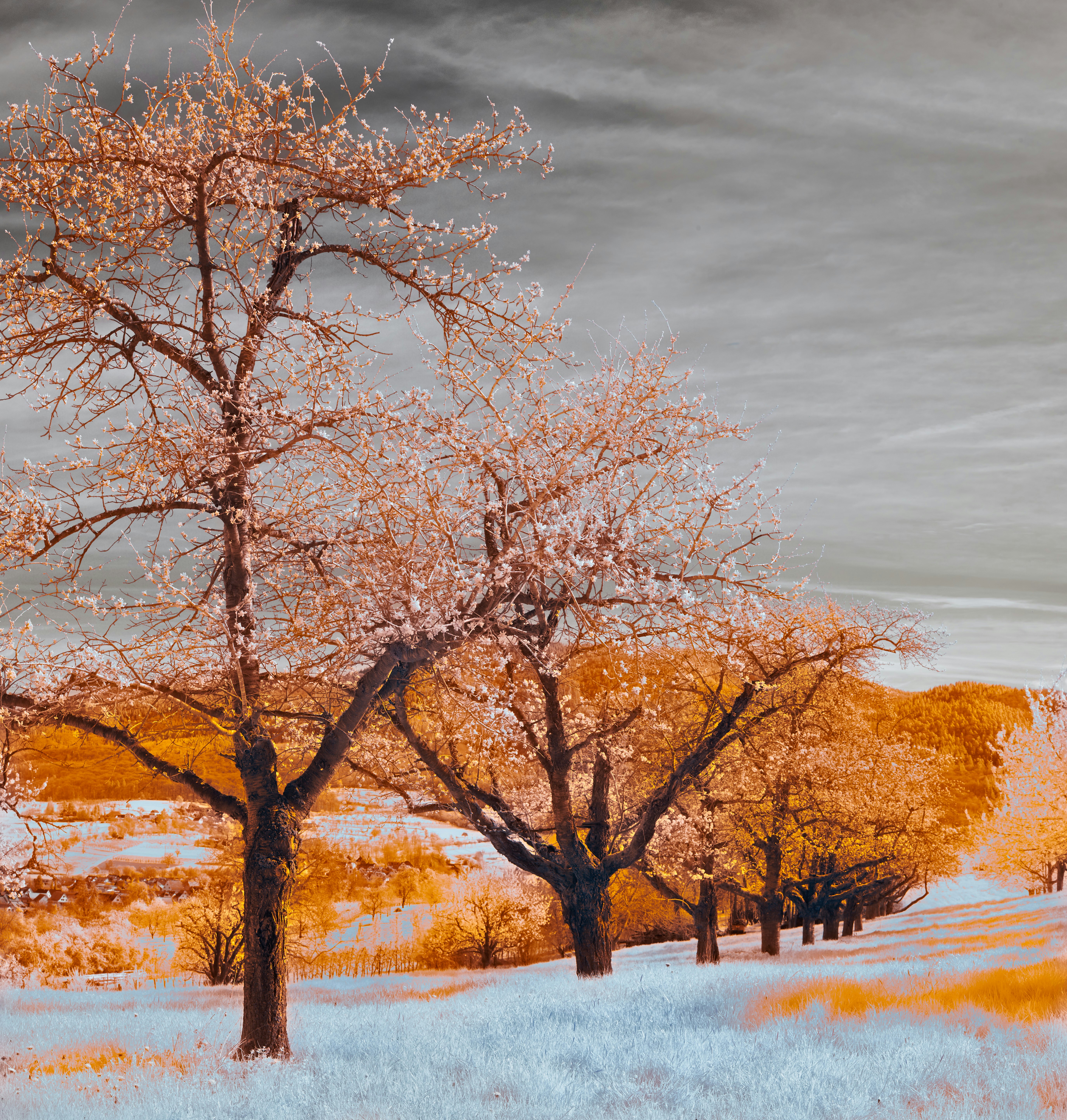 Photo by wolfgang_hasselmann