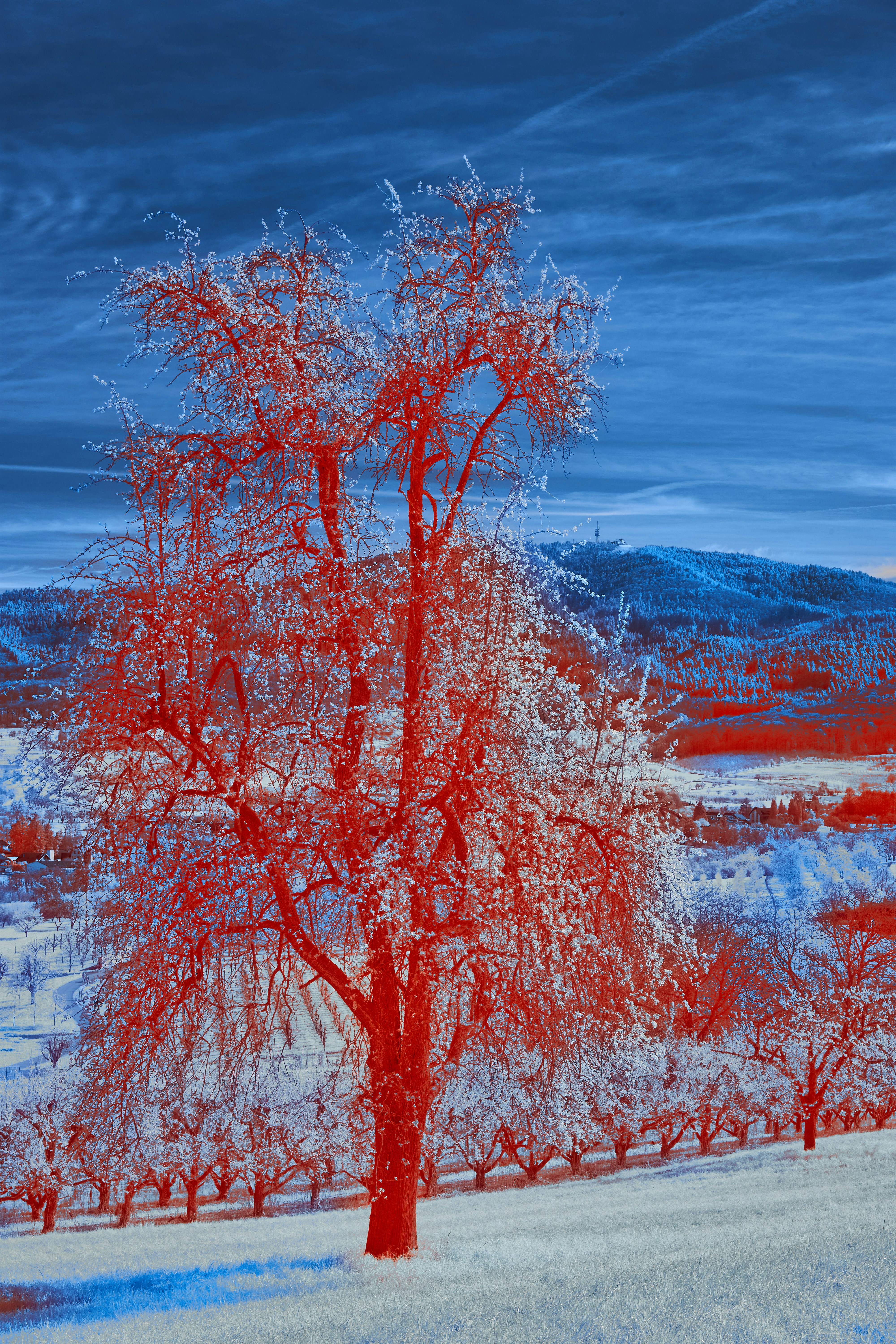 Photo by wolfgang_hasselmann